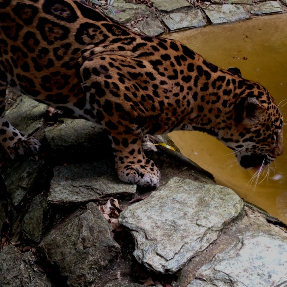 Meet your Posher, Tray